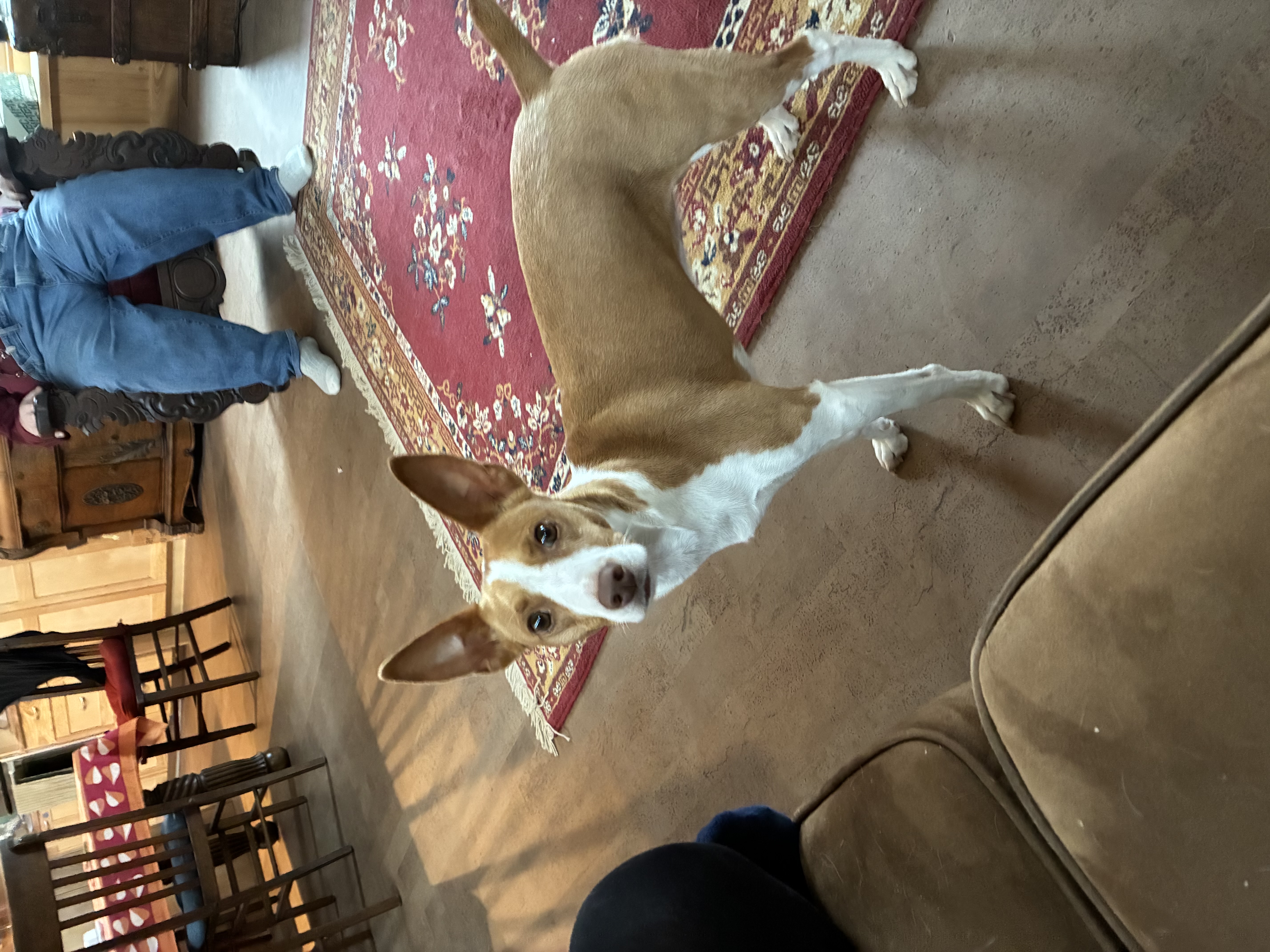 Bea the Rat Terrier.